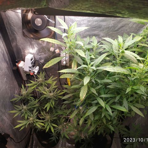 Jaqueline  growlog timeline photo