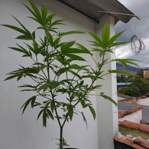 Esperancita growlog photo: Actual