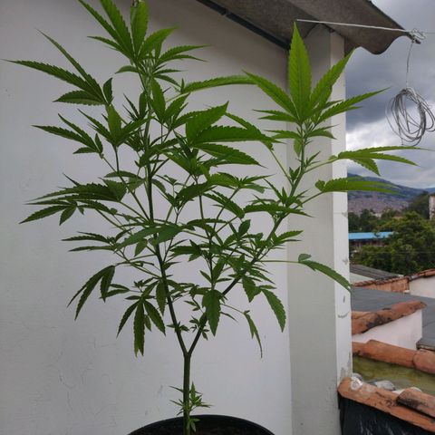 Esperancita growlog photo: Actual