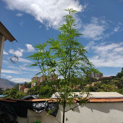 Esperancita growlog timeline photo