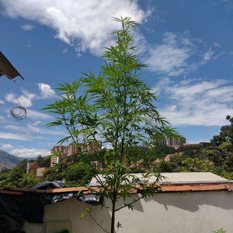 Esperancita growlog timeline photo