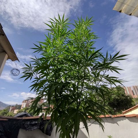 Esperancita growlog timeline photo