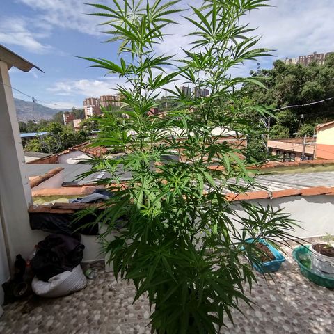 Esperancita growlog timeline photo