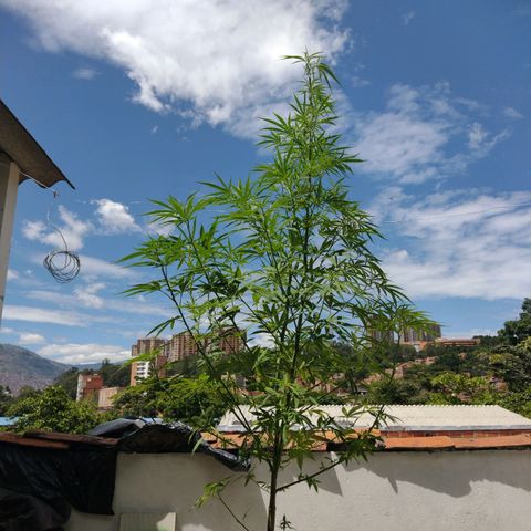 Esperancita growlog timeline photo