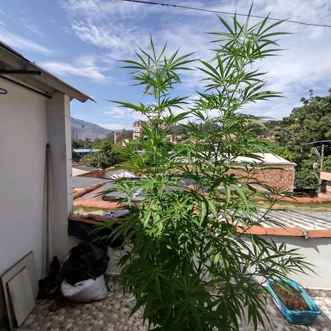 Esperancita growlog timeline photo