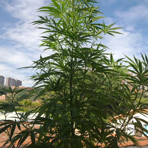 Esperancita growlog timeline photo