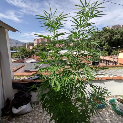 Esperancita growlog timeline photo