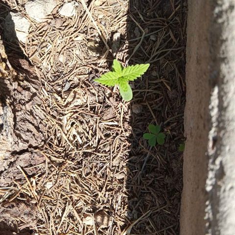 3:° growlog timeline photo
