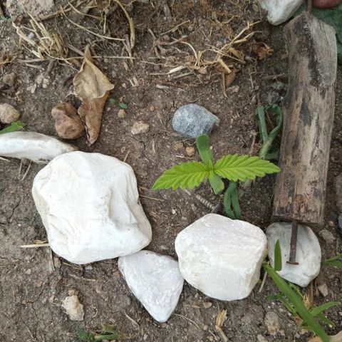3:° growlog timeline photo