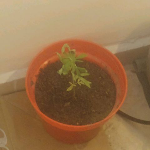 3:° growlog timeline photo