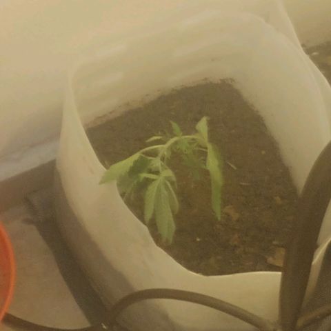 3:° growlog timeline photo