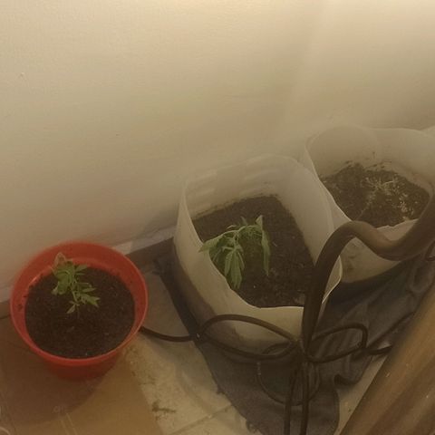 3:° growlog timeline photo