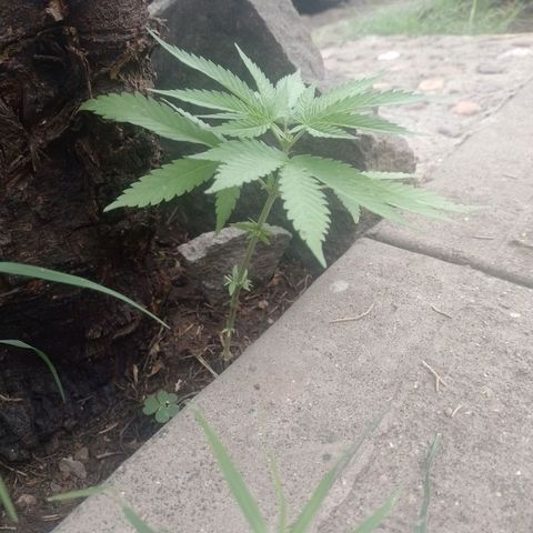 3:° growlog timeline photo
