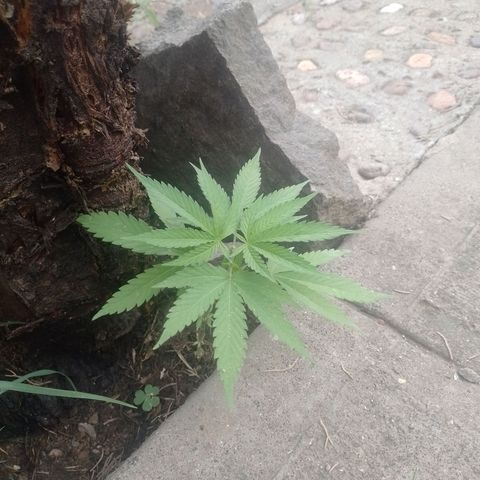 3:° growlog timeline photo