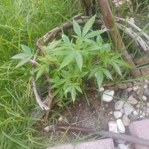 Cajekush  growlog timeline photo