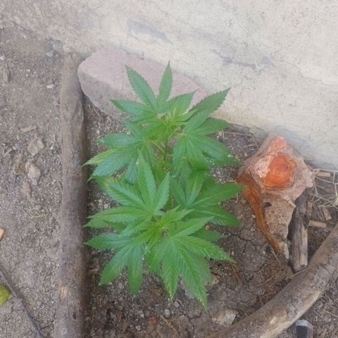 Cajekush  growlog timeline photo