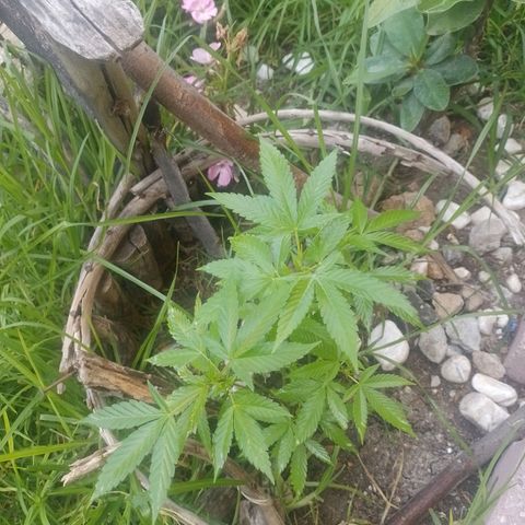 Cajekush  growlog timeline photo