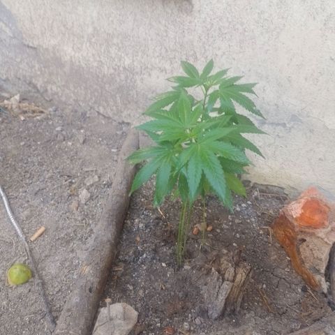 Cajekush  growlog timeline photo