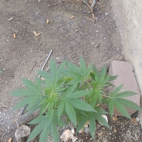 Cajekush  growlog timeline photo