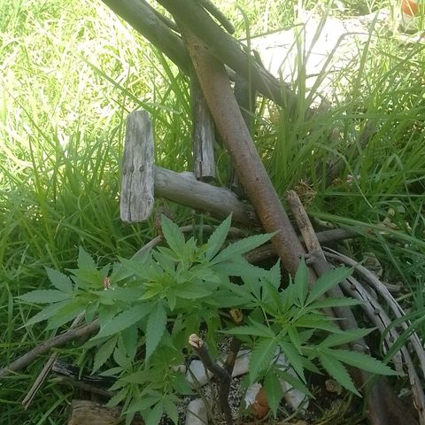 Cajekush  growlog timeline photo