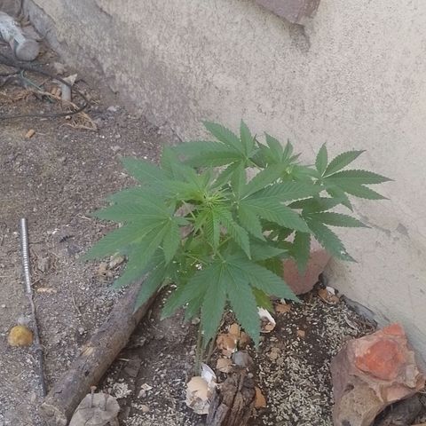 Cajekush  growlog timeline photo