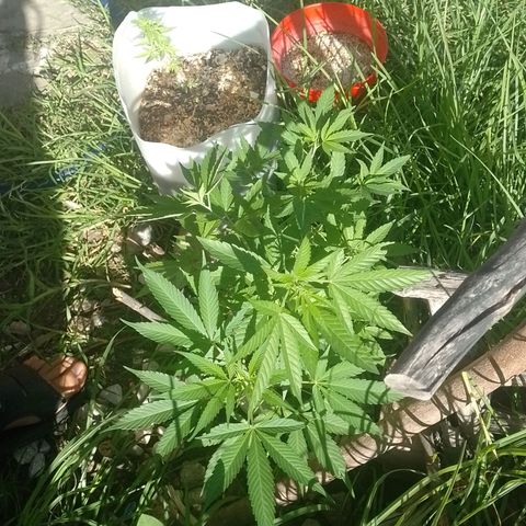 Cajekush  growlog timeline photo