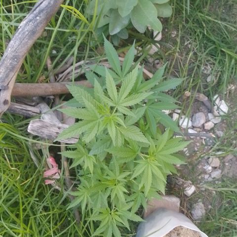 Cajekush  growlog timeline photo