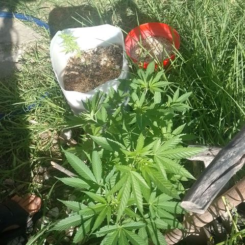 Cajekush  growlog timeline photo