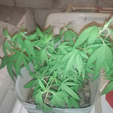 3:° growlog timeline photo