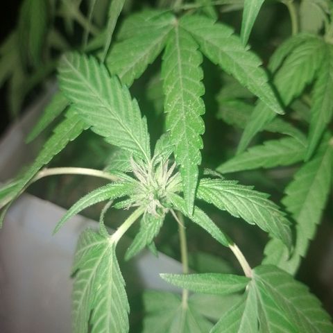3:° growlog timeline photo