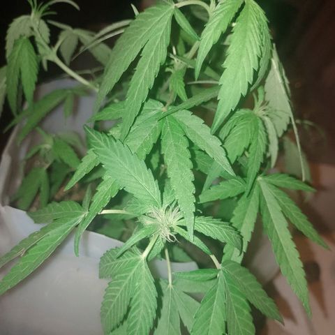 3:° growlog timeline photo