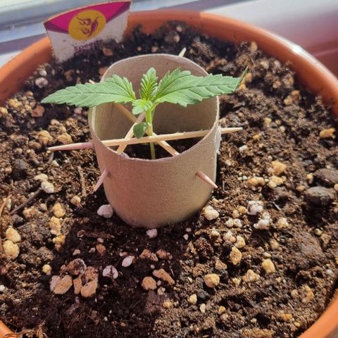 Speedy Chile growlog photo: Gestützt 
