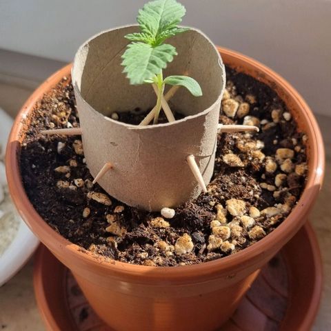 Special Queen #1 growlog photo: Gestützt 
