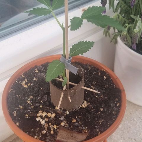 Grape Ape growlog photo: 20cm
