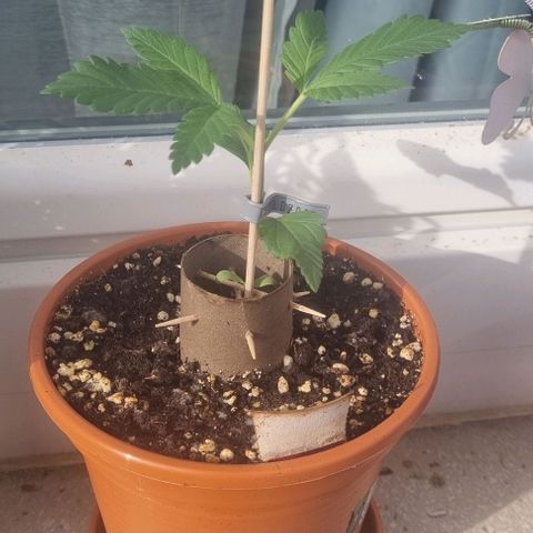 Speedy Chile growlog photo: 20cm