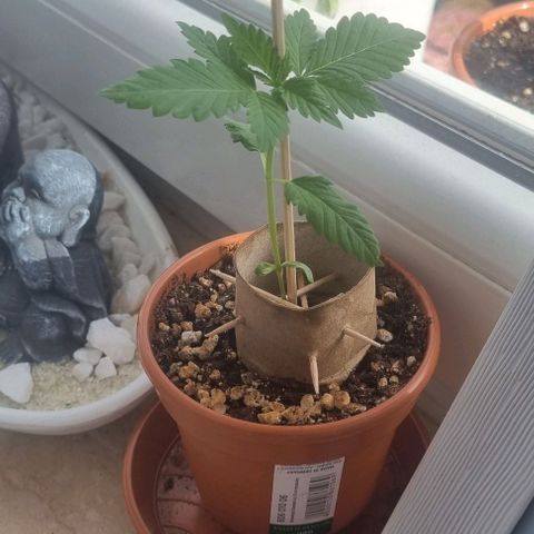 Special Queen #1 growlog photo: 18cm