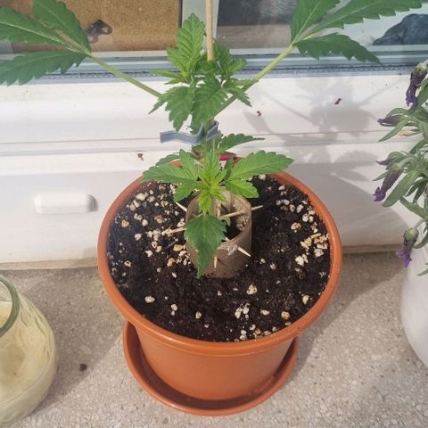 Speedy Chile growlog photo: 30cm 2. Tag draußen 