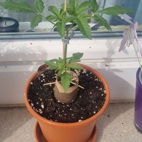 Grape Ape growlog photo: 30 cm 2. Tag draußen