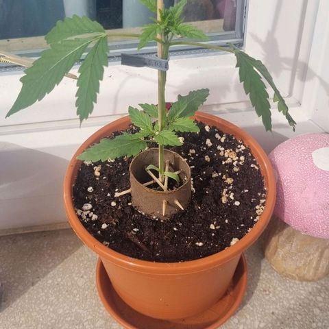 Special Queen #1 growlog photo: 30 cm 2. Tag draußen 