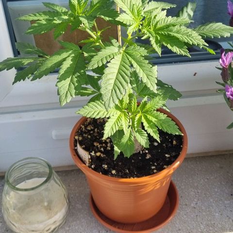Speedy Chile growlog timeline photo