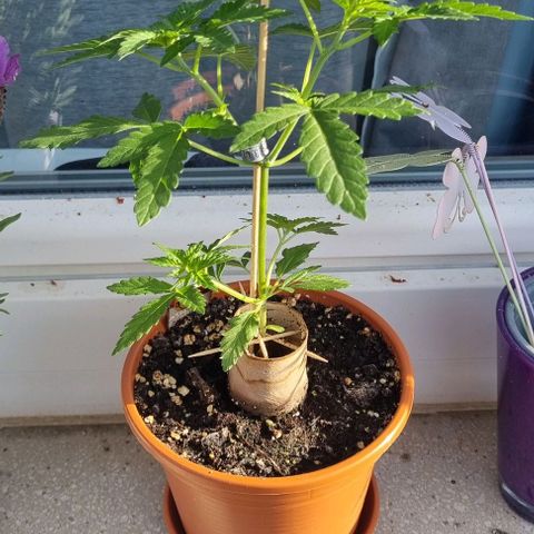 Grape Ape growlog timeline photo
