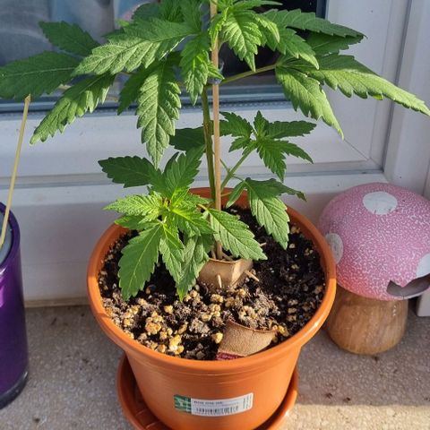 Special Queen #1 growlog timeline photo