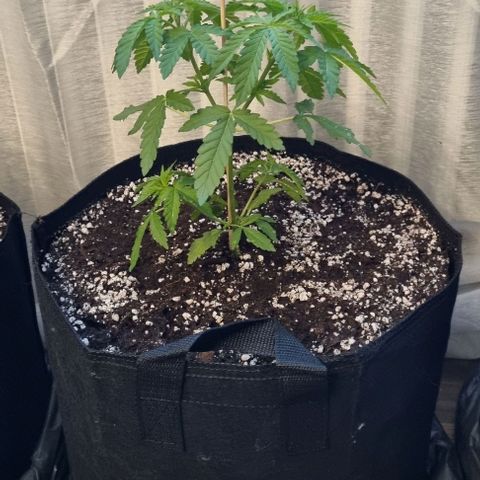 Grape Ape growlog photo: Umgetopft 