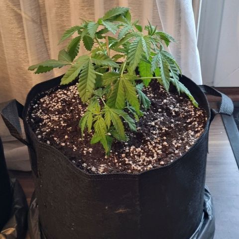 Speedy Chile growlog photo: Umgetopft 