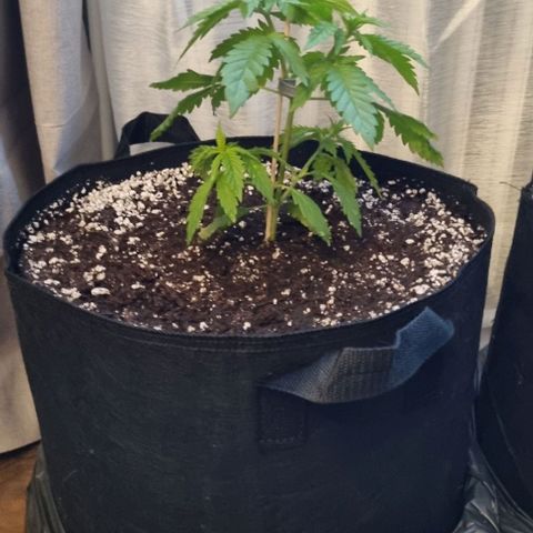 Special Queen #1 growlog photo: Umgetopft 