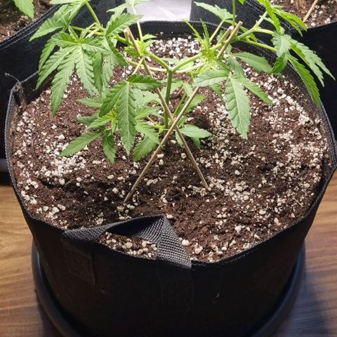 Grape Ape growlog photo: Getoppt und Trainiert