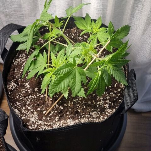 Speedy Chile growlog photo: Getoppt und Trainiert 
