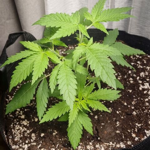 Special Queen #1 growlog photo: Gefimmt