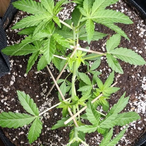 Grape Ape growlog timeline photo