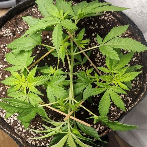Speedy Chile growlog timeline photo